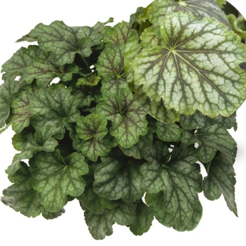 Heuchera 'Emerald Queen' - Helmikpööris 'Emerald Queen' P11/0,75L